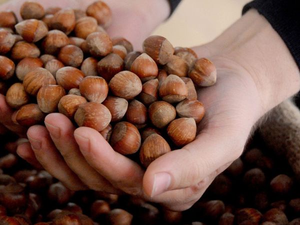 Ordu’da Sezonun İlk Fındığı Tezgahlarda Yerini Aldı