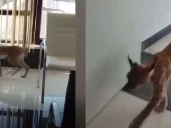 Ormanın hayaleti olarak bilinen vaşak iş yerine girdi!