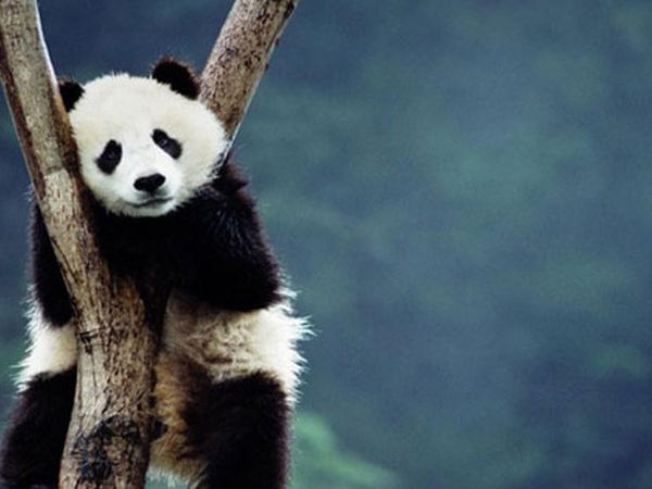 Pandaların Kavgası 17 Dakika Boyunca Sürdü