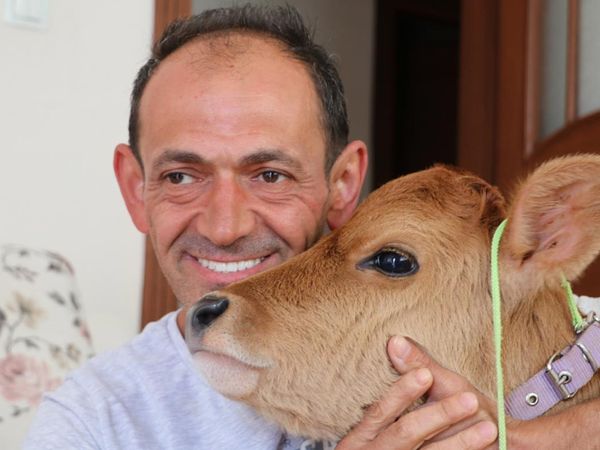 Rize'de bir binanın 5. katındaki evinde buzağı besliyor! 'Ben böyle bir sevgi görmedim!'