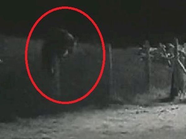 Rize’de evin bahçesine ayı girdi: O anlar güvenlik kamerasına yansıdı