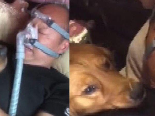 Sahibini Hastane Odasında Bekleyen Köpeğin Vefası