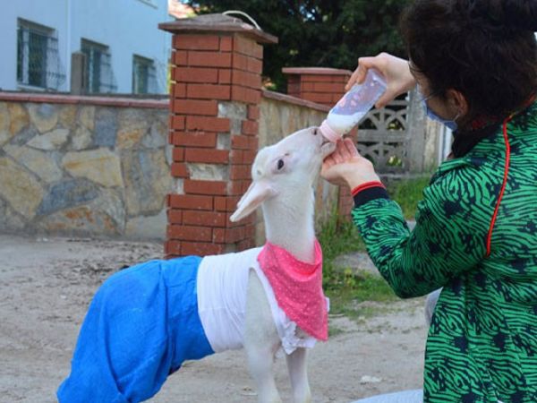 Sakarya'daki Kuzusunu Evladı Gibi Gören Kadın Kuzuyla Beraber Yatıyor
