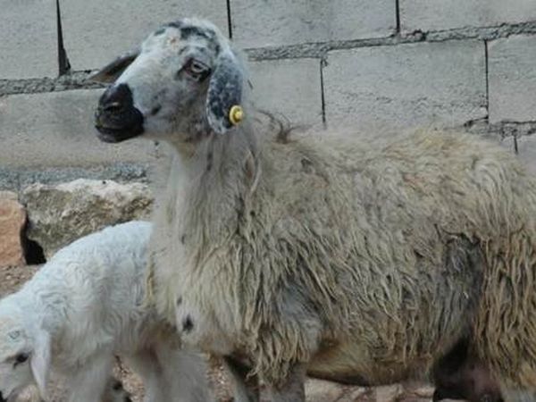 Diyarbakır'da Dünyaya Gelen Kuzu 4 Bacaklı Doğmadı!
