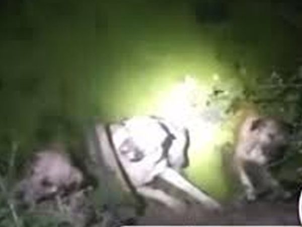 Samsun Polisi Boğulmak Üzere Olan Köpekleri Kurtardı