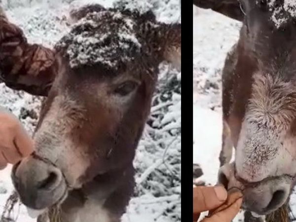 Samsun’da Ağzı Telle Bağlı Eşeği Bulan Vatandaştan Dikkat Çeken Açıklama!
