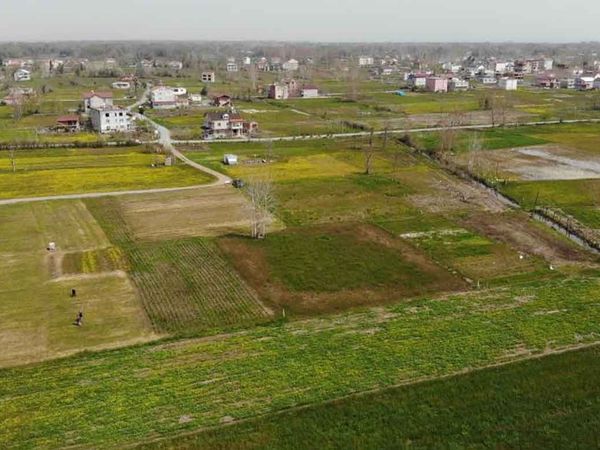 Samsun’da üretilen göl soğanlarından 1 tanesini izinsiz koparana: 112 bin TL ceza kesiliyor!