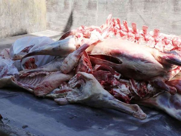 Şanlıurfa’da akıl almaz olay: Satışa hazır 1 ton 250 kilo bozuk et ele geçirildi!
