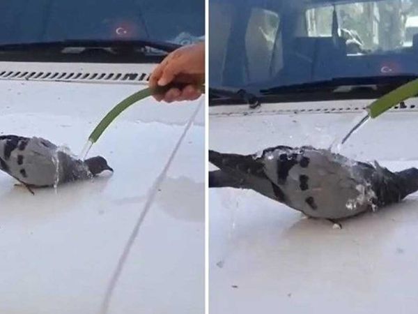 Sıcak havadan bunalan güvercini hortumla serinletti!