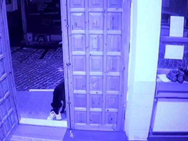 Sivas’ta Cemaatin Ayakkabısını Çalan Sevimli Hırsız Kameralara Yakalandı