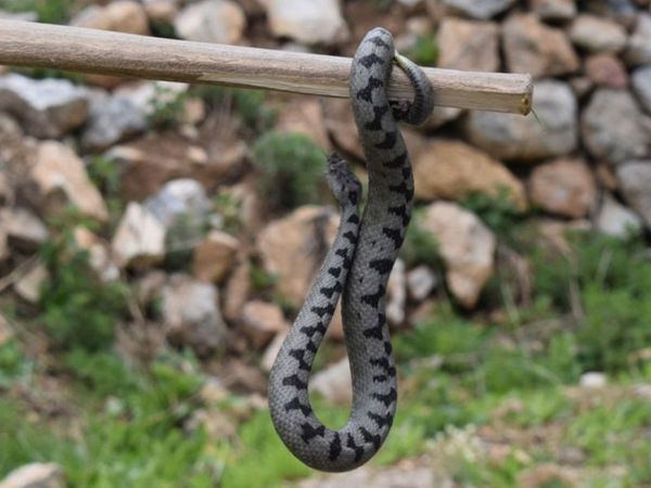 Sivas'ta Nesli Tükenen Boynuzlu Engerek Görüntülendi