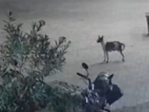 Sokak Köpeğinin Leopara Saldırdığı Anlar
