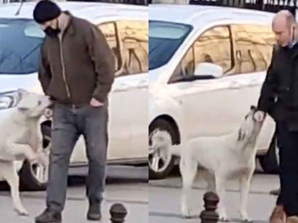 Sokak köpekleri yine rahat durmadı: Yoldan geçenleri tek tek ısırdı!