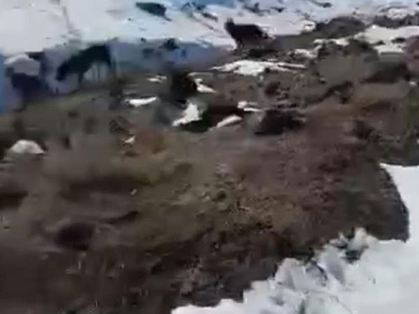 Sokaktan Topladıkları Hayvanları Dağ Başına Bıraktılar