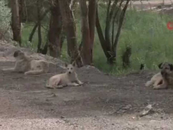 Su doldururken 13 başıboş köpeğin saldırısına uğradı: Yaşlı kadın ölümden döndü