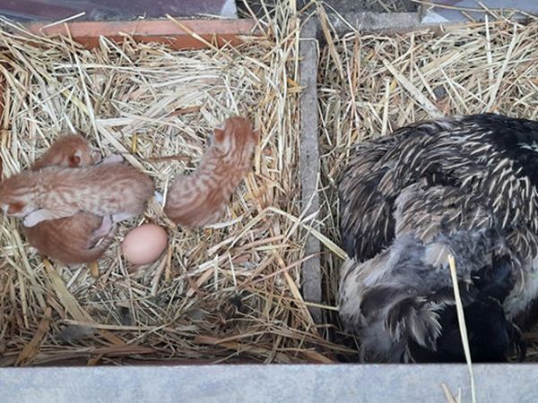 Tavuk, 3 Kedi Yavrusuna Annelik Yapıyor