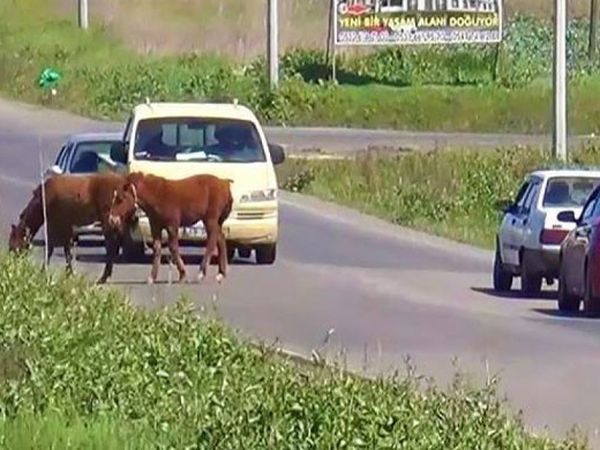 Tekirdağ'da Yola Çıkan Atlar Trafiğe Engel Oldu