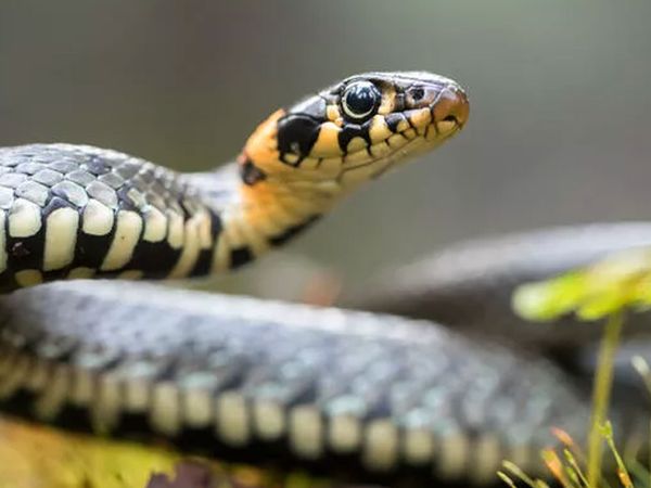 Tel örgüye sıkışan yılan görenleri şaşırttı!