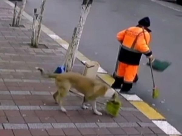 Temizlik Görevlisinin Süpürgesini Çalan Hırsız Köpek Yakalandı