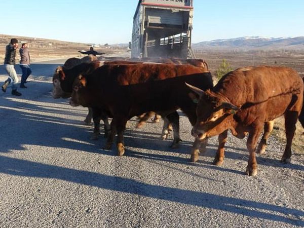 Tır Devrildi, Boğalar Yollara Kaçtı