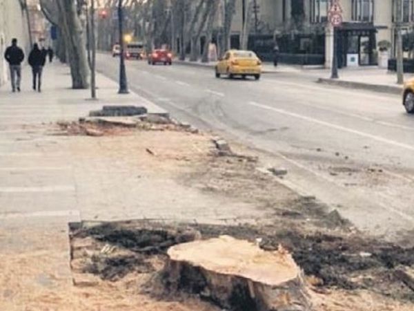 Çırağan Caddesi üzerinde 112 çınar ağacını kesen İBB'ye idari para cezası!