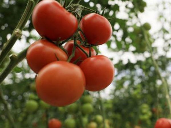 Tohumu Bile Zarar Veriyor! 'İsrail Virüsü' Domatesin Koronası Oldu