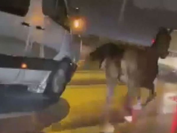 Trafikte 'AT' Şaşkınlığı: Yarış Anlatır Gibi Anlattı!