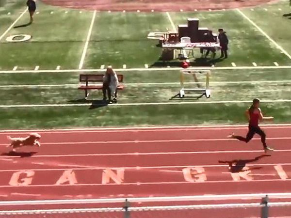 Tribünden Atlayan Köpek Atletizm Yarışmasını Önde Bitirdi