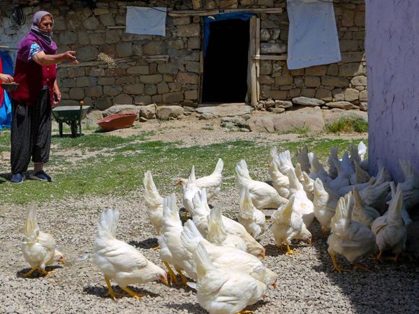 Tunceli'de Hayırseverler Köylere Canlı Tavuk Dağıttı