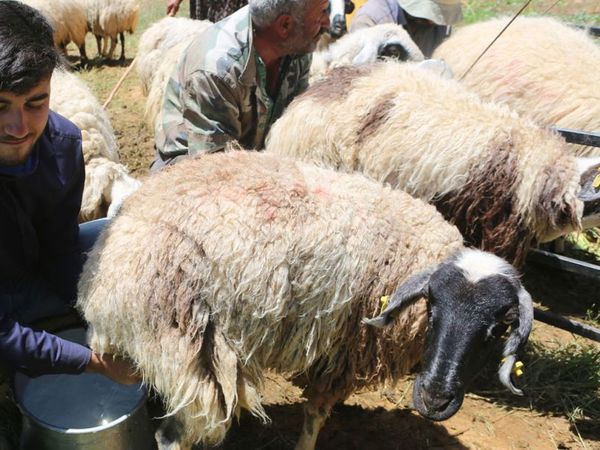 Tunceli’deki Çobanın Robert Kolejine Uzanan Başarı Öyküsü