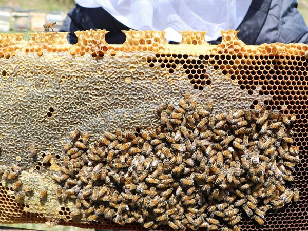 Türk balının Avrupa’da satışına engel gelebilir