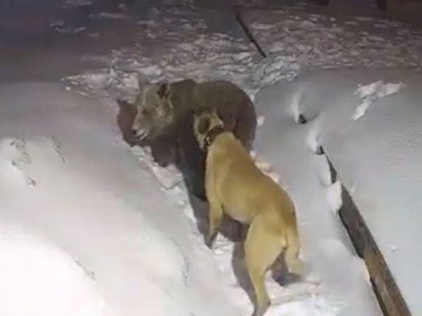 Uludağ'da korkutan anlar: Şehre inen ayı ile köpeğin boğuşması kamerada!