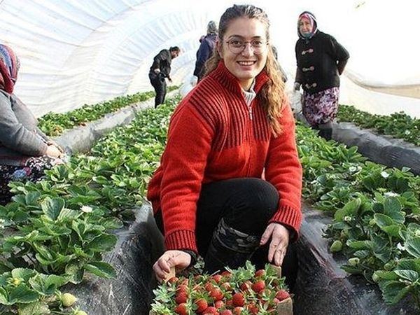 Üniversite Mezunu 22 Yaşındaki Kız Altın Değerinde Çilek Üretimine Başladı