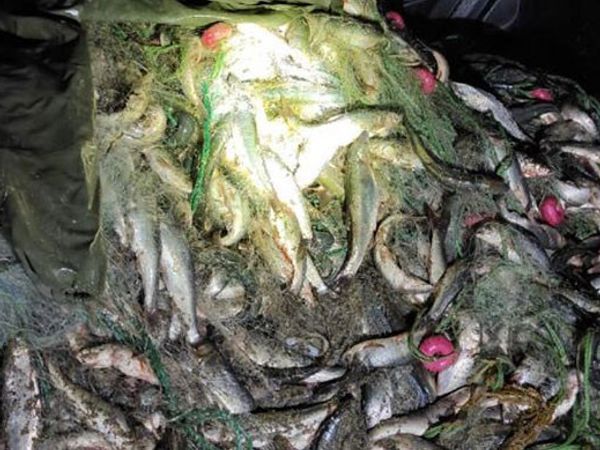 Van’da Kaçak İnci Kefali Avlayan 8 Kişi Yakalandı