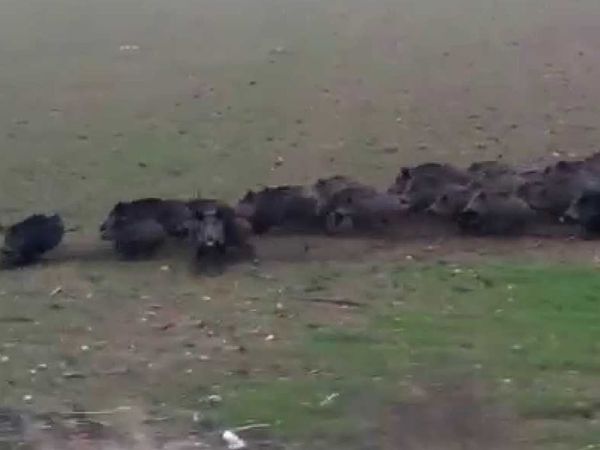 Vaşak Fotoğrafları Çekmek İsteyen Fotoğrafçı Domuz Sürüsüyle Karşılaşınca Şok Oldu!