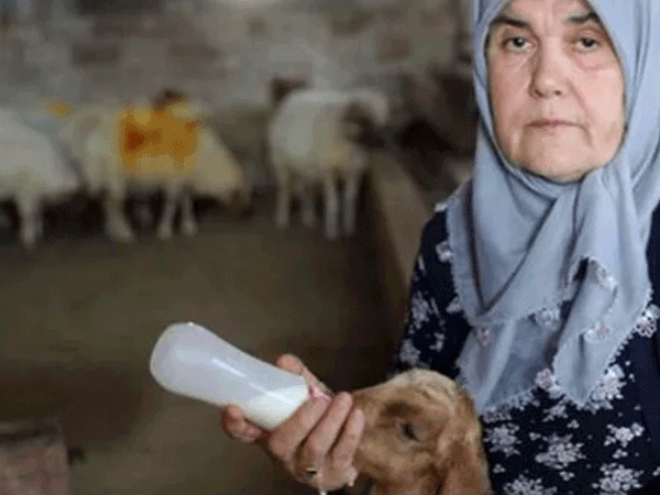 Yapamazsın Diyenlere İnat Gaziantepli Kadın Tek Başına Çiftlik Yönetiyor