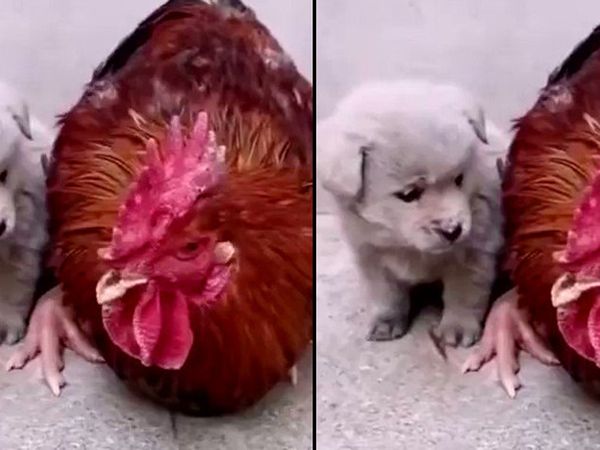 Yavru Köpek ve Horozun Sevimli Anları