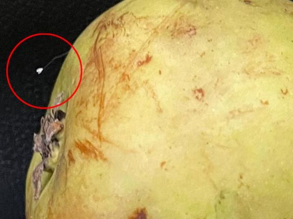 Yemek İçin Aldığı Armut'ta Nadir Görülen Udumbara Çiçeği'ne Rastladı