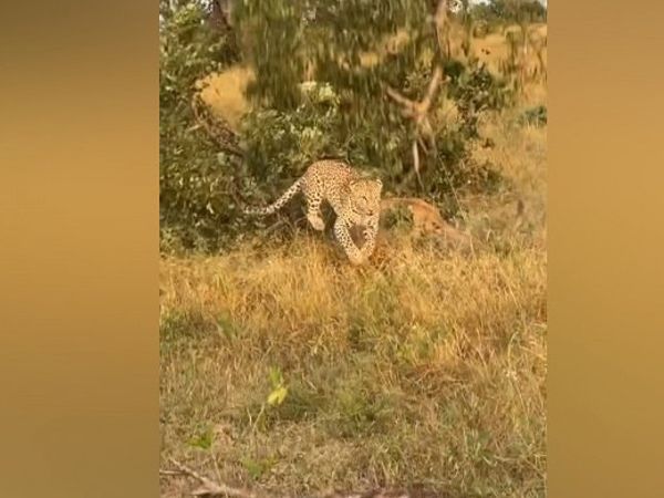 Yemek Kavgası Yapan Aslan ve Leopar Ağaçtan Düştü
