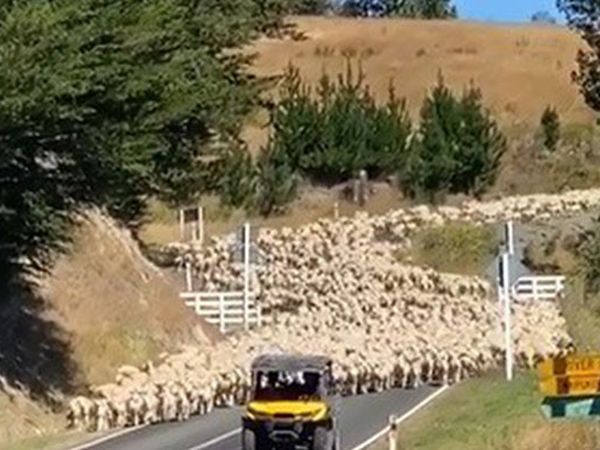 Yeni Zelanda’da Üç Bin Kuzu Köprüyü Trafiğe Kapattı