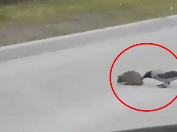 Zekasıyla Konuşulan Karga, Görenleri Bir Kez Daha Kendine Hayran Bıraktı