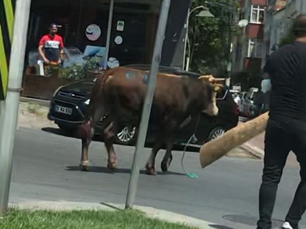 Zeytinburnu’nda Yola Atlayan Kurbanlık Dana Ortalığı Birbirine Kattı! O Anlar Kamerada