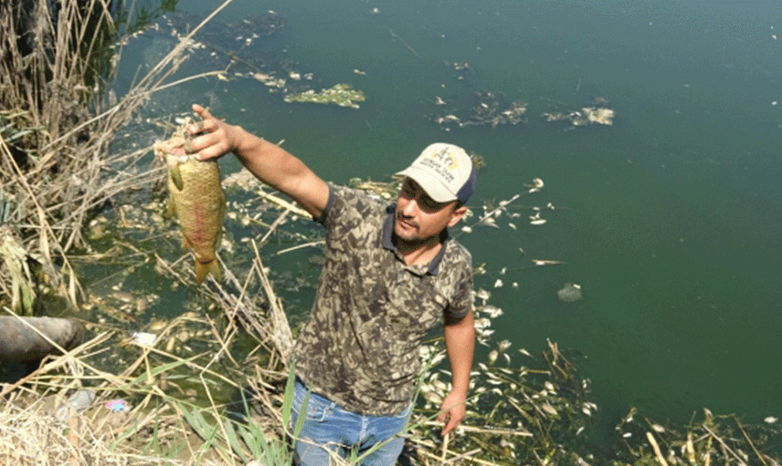 Büyük Menderes Nehri'ndeki Kuraklık Balıkların Ölümüne Neden Oldu