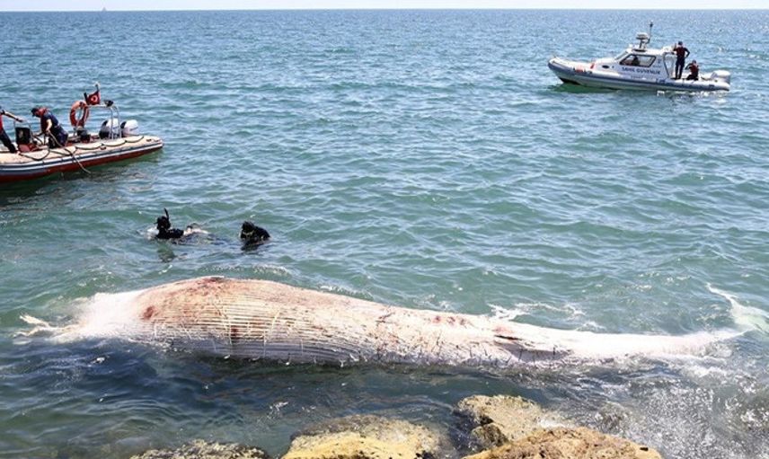 Mersin Sahiline 8 Metre Oluklu Beyaz Balina Vurdu