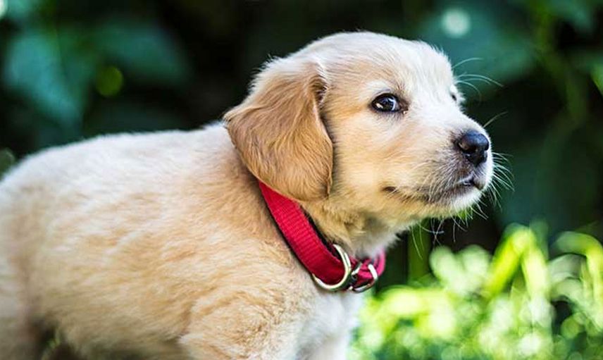 Veteriner köpeğin derisinden yüzlerce canlı kurdu tek hamlede çıkardı!