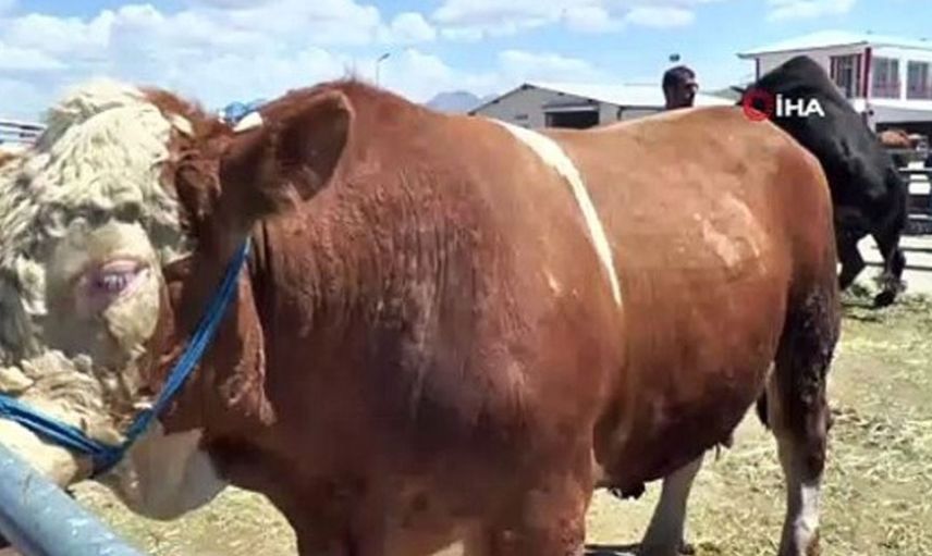 Görenler inanamıyor! 193 cm boyunda olan günde 380 litre su içen bu hayvanı sahibi doyuramıyor...