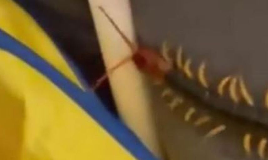 Bebek odasına giren devasa büyüklükte kırkayak yüzünden korku dolu anlar yaşandı