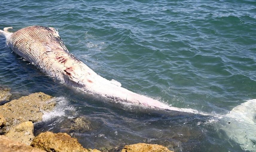 Mersin Sahiline 8 Metre Oluklu Beyaz Balina Vurdu