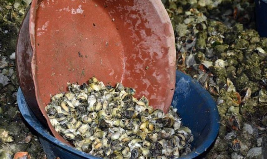 Türkiye'de Yenmiyor Ama İhracatta Bize Büyük Gelir Sağlıyor