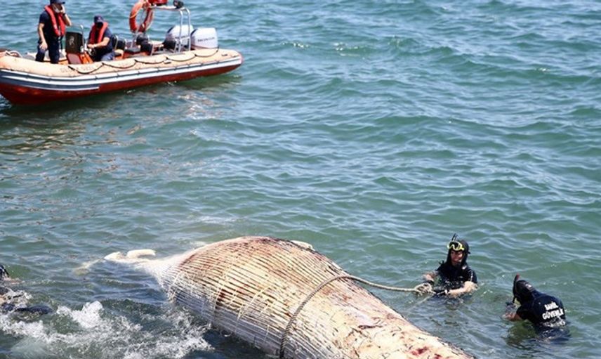 Mersin Sahiline 8 Metre Oluklu Beyaz Balina Vurdu